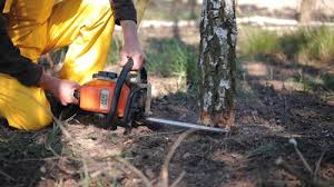 Reliable Ponder, TX  Tree Services Solutions