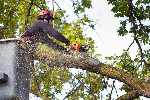 Why Choose Our Tree Removal Services in Ponder, TX?